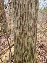 Chamaecyparis thyoides