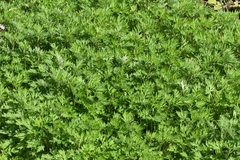 Artemisia verlotiorum