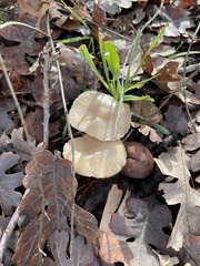 Marasmius albogriseus