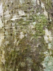 Pisonia roqueae