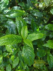 Odontonema