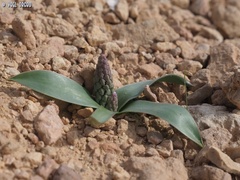 Bellevalia desertorum