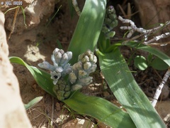 Bellevalia desertorum