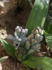 Bellevalia desertorum