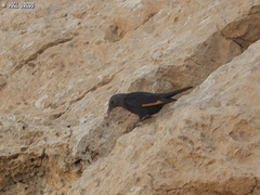 Onychognathus tristramii