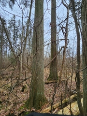 Chamaecyparis thyoides