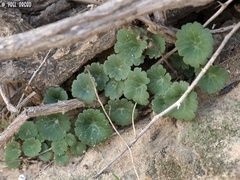 Umbilicus intermedius