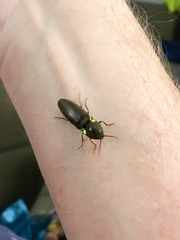 Deilelater physoderus