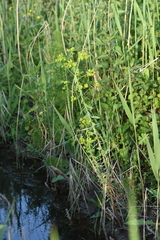 Euphorbia platyphyllos