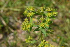 Euphorbia platyphyllos