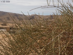 Ephedra aphylla