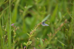 Hemiargus hanno