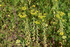 Euphorbia platyphyllos