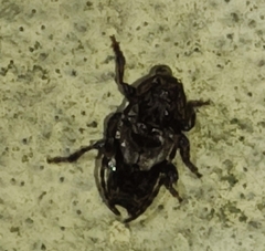 Pogonocherus hispidus