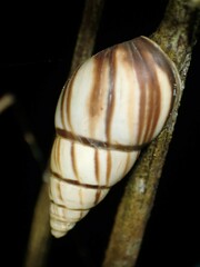 Drymaeus multilineatus