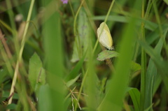 Eurema elathea