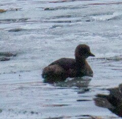 Tachybaptus ruficollis