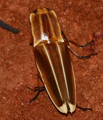 Semiotus ligneus