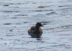 Tachybaptus ruficollis