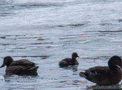 Tachybaptus ruficollis