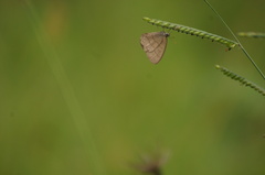 Hermeuptychia hermes