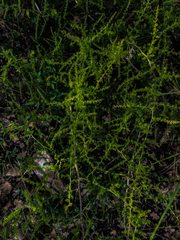 Asparagus acutifolius
