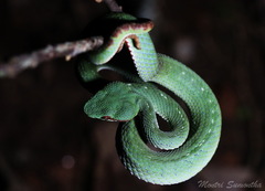 Trimeresurus popeiorum
