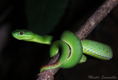 Trimeresurus popeiorum