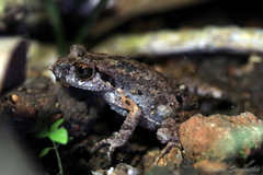 Leptobrachella murphyi