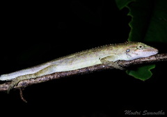 Pseudocalotes microlepis