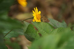 Vehilius stictomenes