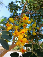 Erythrostemon yucatanensis