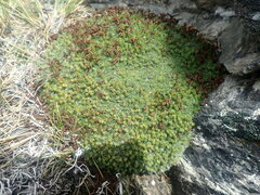 Myosotis pulvinaris