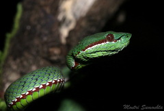 Trimeresurus popeiorum