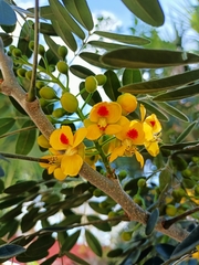 Erythrostemon yucatanensis