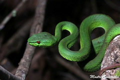 Trimeresurus popeiorum