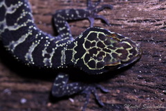 Cyrtodactylus doisuthep