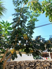 Erythrostemon yucatanensis