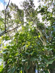 Pisonia roqueae