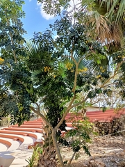 Erythrostemon yucatanensis