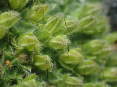 Myosotis pulvinaris