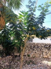 Erythrostemon yucatanensis