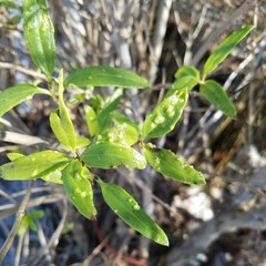 Aculus