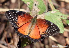 Cethosia biblis