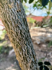 Erythrostemon yucatanensis