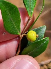 Eugenia foetida