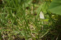 Eurema elathea