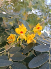 Erythrostemon yucatanensis