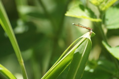 Oxyagrion terminale