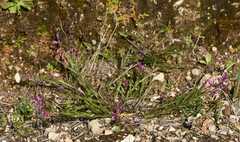 Polygala nicaeensis